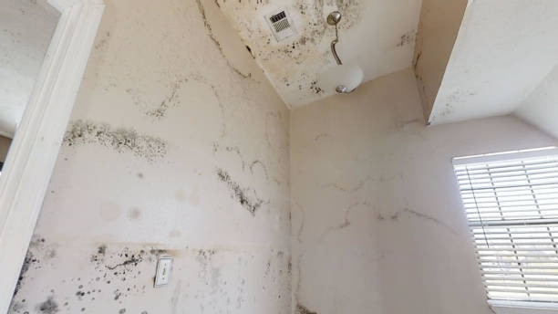 Mold Removal for HVAC Installations in Chocowinity, NC