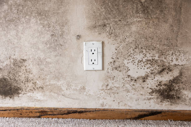 Best Basement Mold Removal  in Chocowinity, NC
